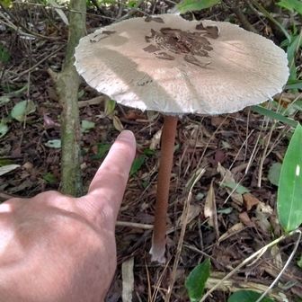 直径20cmは有りました！

カラカサダケは、雨をしのげられるのかな？
