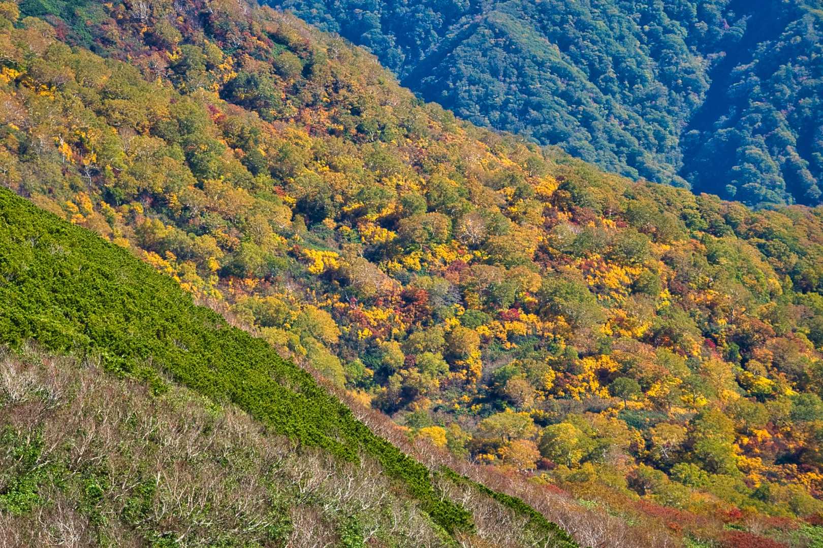おおっー、これは！
ここは、山頂間近です。