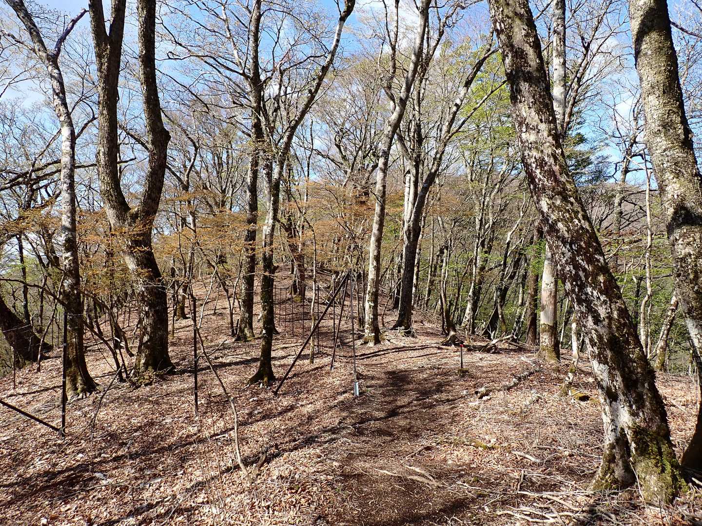 歩きやすい登山道