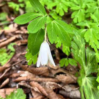 これはなんだろう？  名前が分かりませんが…
コース変更 大成功でした😁