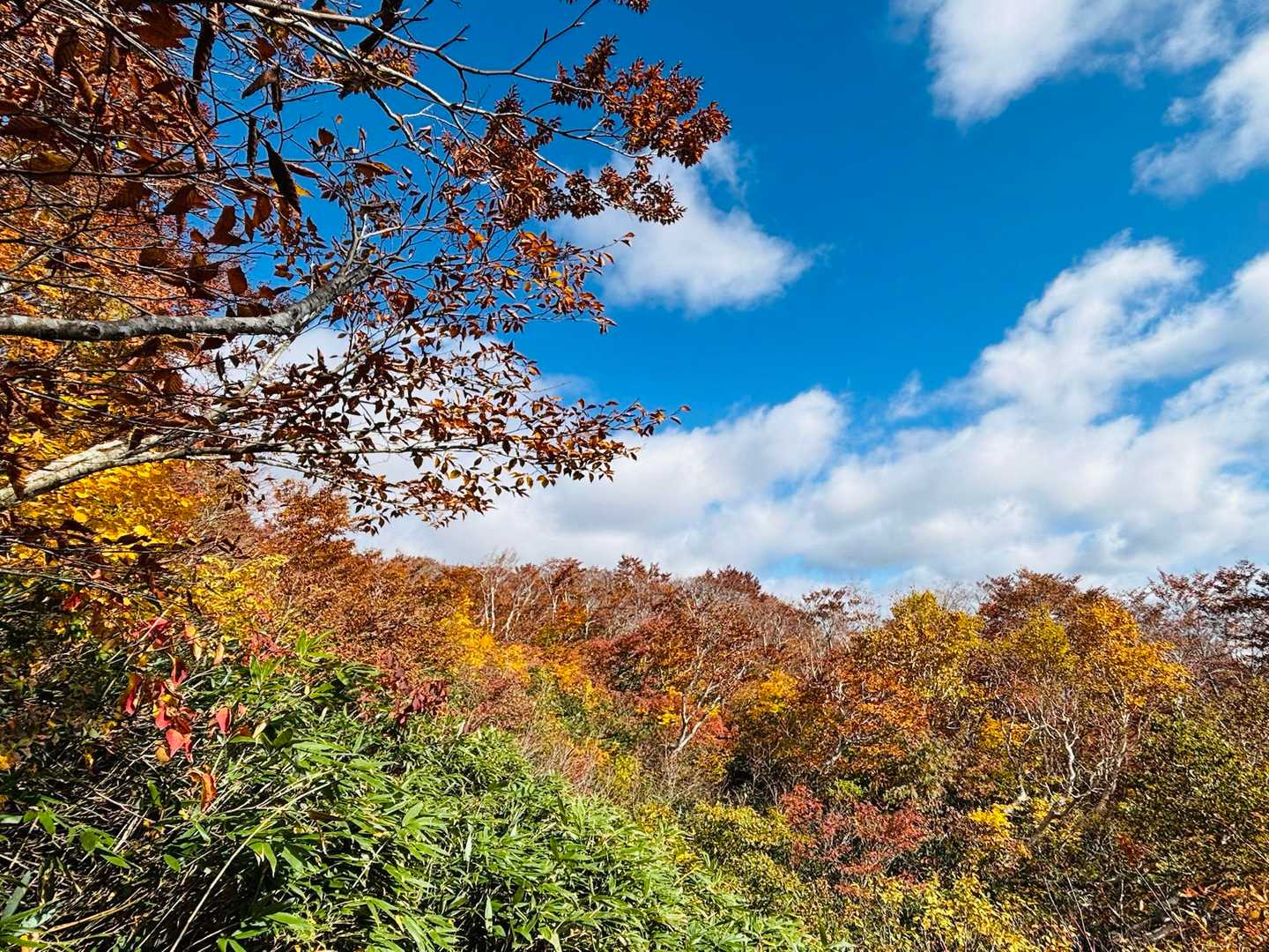 高畑登山口-高下岳 往復コースの写真
