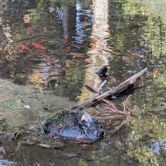 山の中で始めた金魚を見る。誰かさんの遊び心？