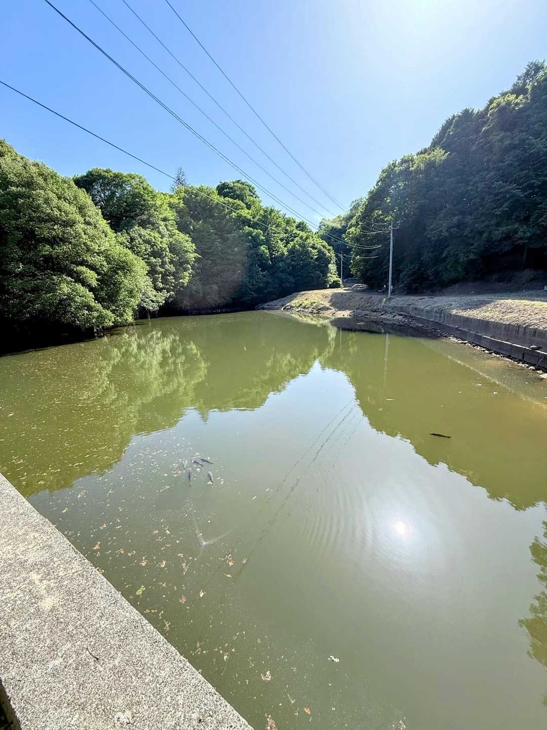 たくさんの真っ黒鯉🐟

駐車場から登山口までが長い_(+Д+_｀)