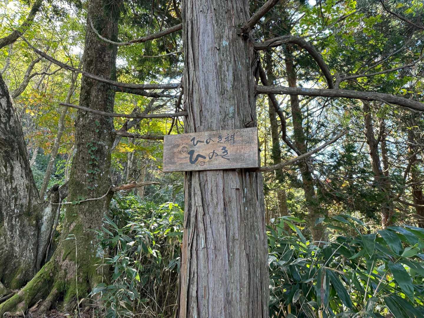 位山 往復コースの写真