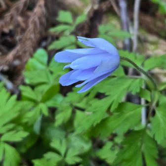 ここにも、キクザキイチゲ