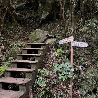 大株歩道入口
観光客はココから苦しむ