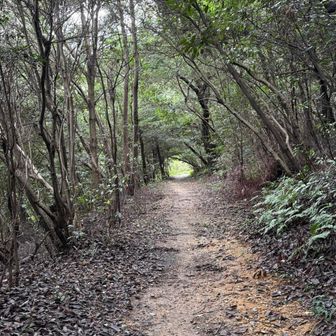 緑のトンネルのような道