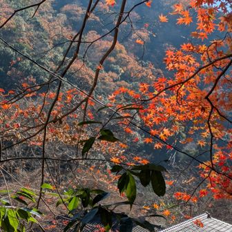 秋の終わり。冬が始まるな。
今日はなんとスノーシューが我が家に届くのじゃ。楽しみ。