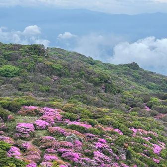 広大なミヤマキリシマ、山全部がピンクになるのね💕