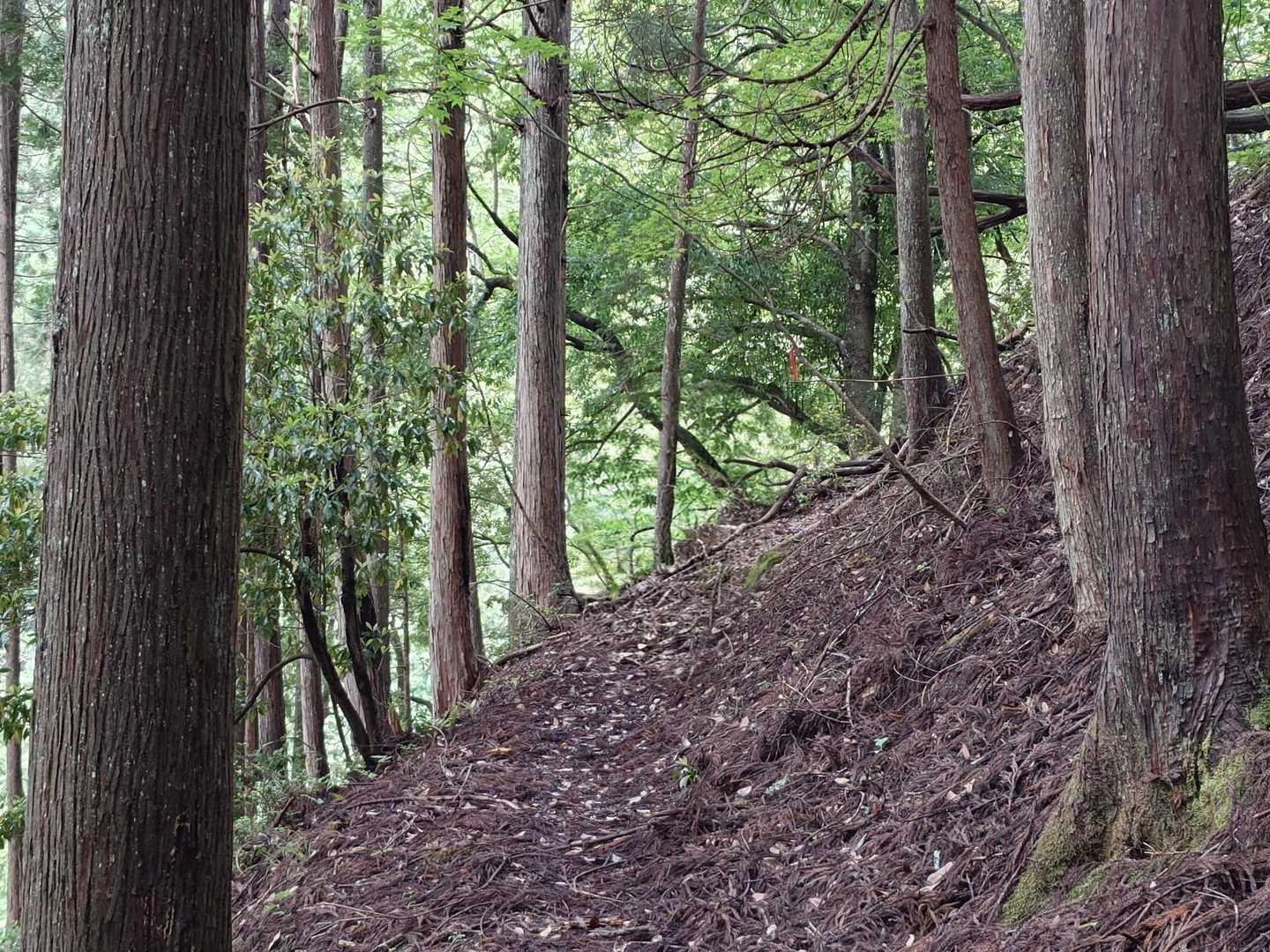 つづら折れの登りが続きます 😄