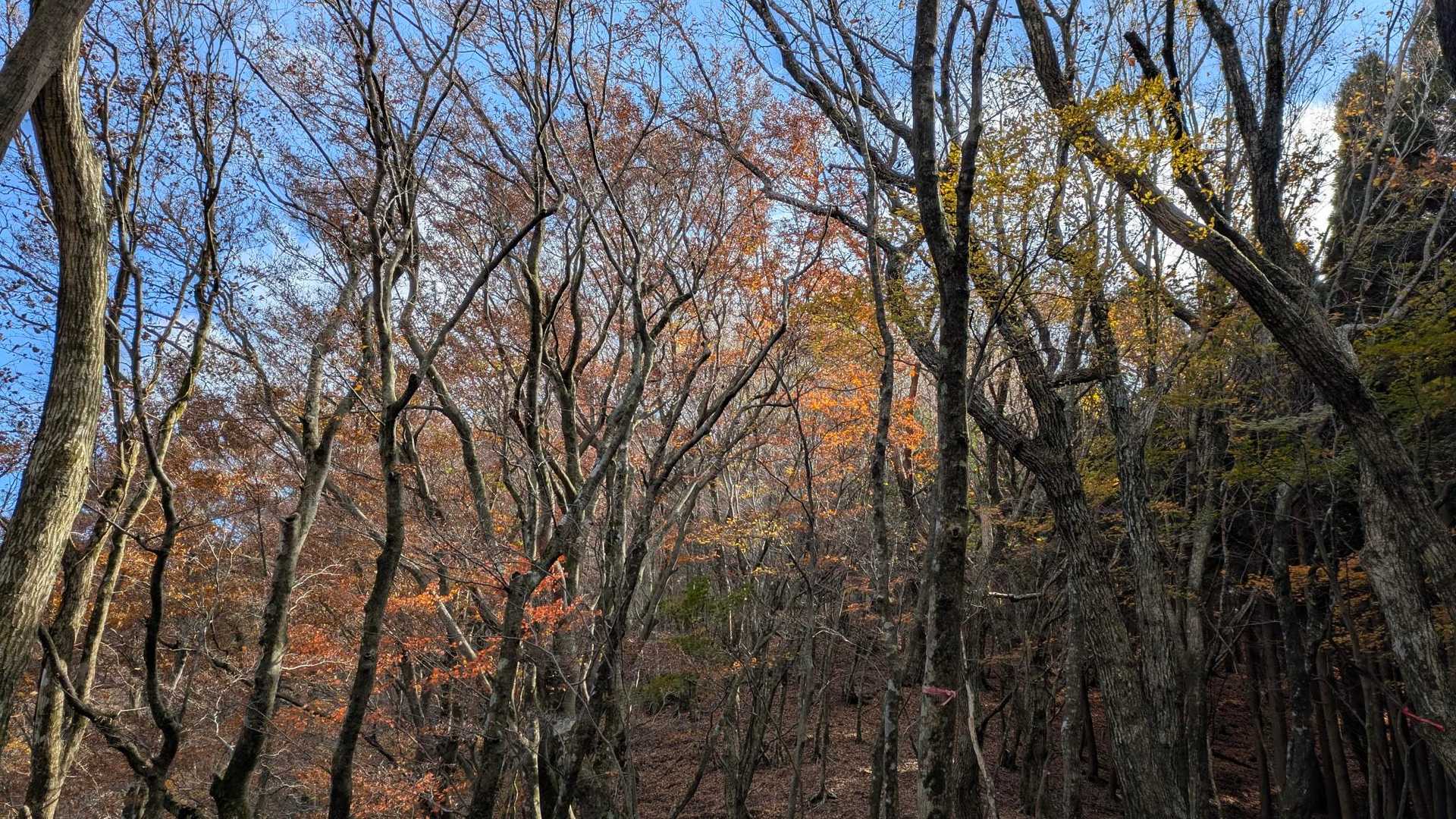 越敷岳登山口-五輪塔-緩木山-長尾山-越敷岳 周回コースの写真