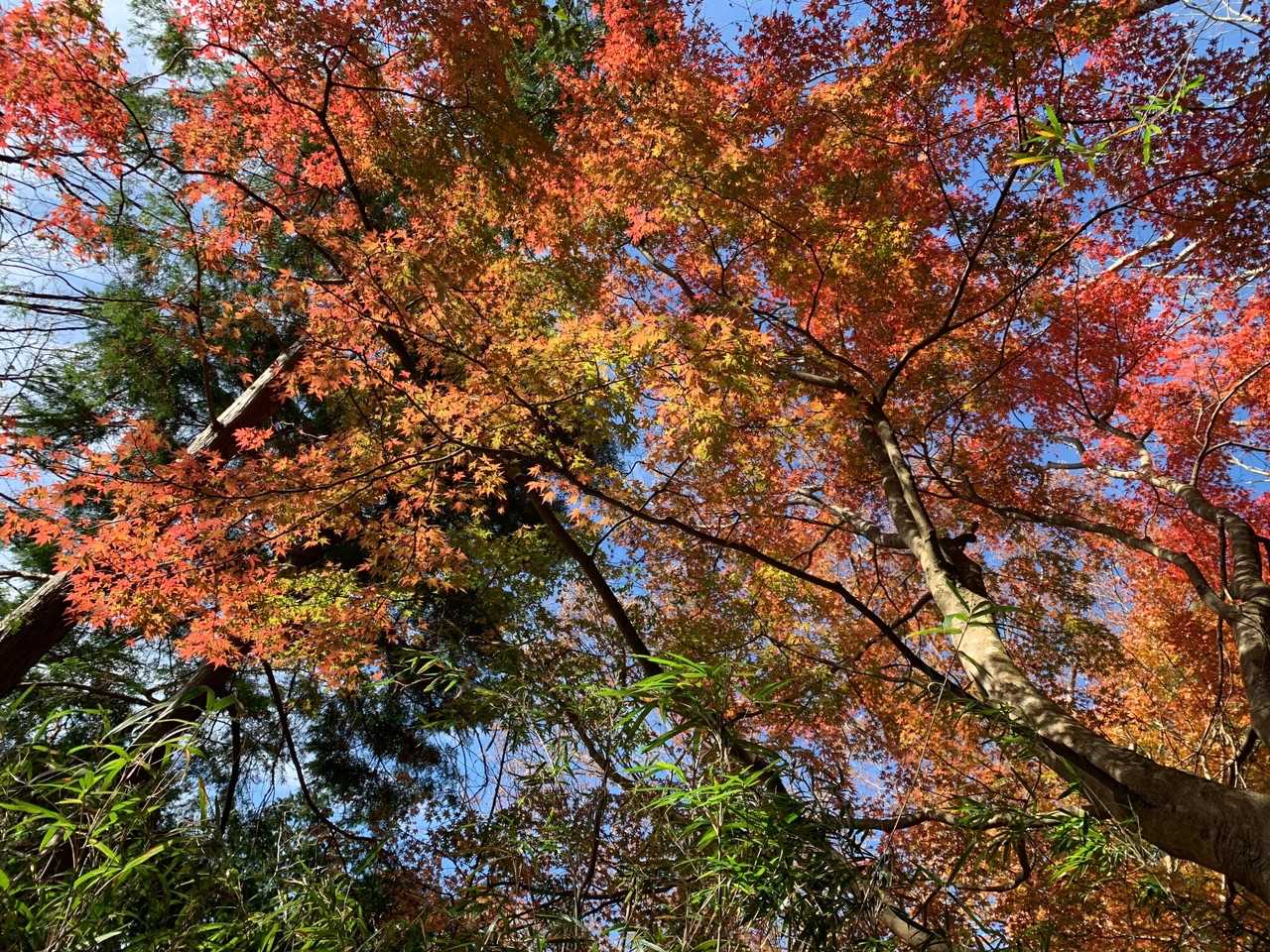 金時山コースの写真