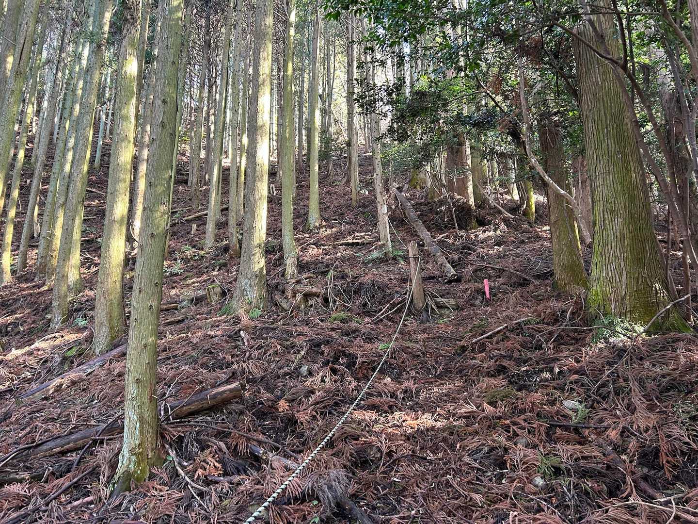 花粉の飛散最大時期に杉林突入です。結構な急登でロープあり。というか、ロープなしでは前夜の雨で滑って登れないとこでした。