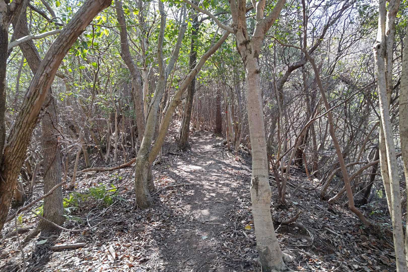 安芸小富士-似島峠-下高山 縦走コースの写真