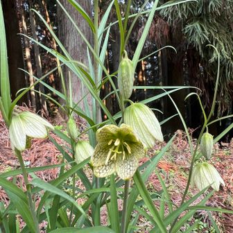 アミガサユリ
やったかな