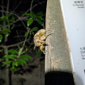 セミの幼虫を久しぶりに見た