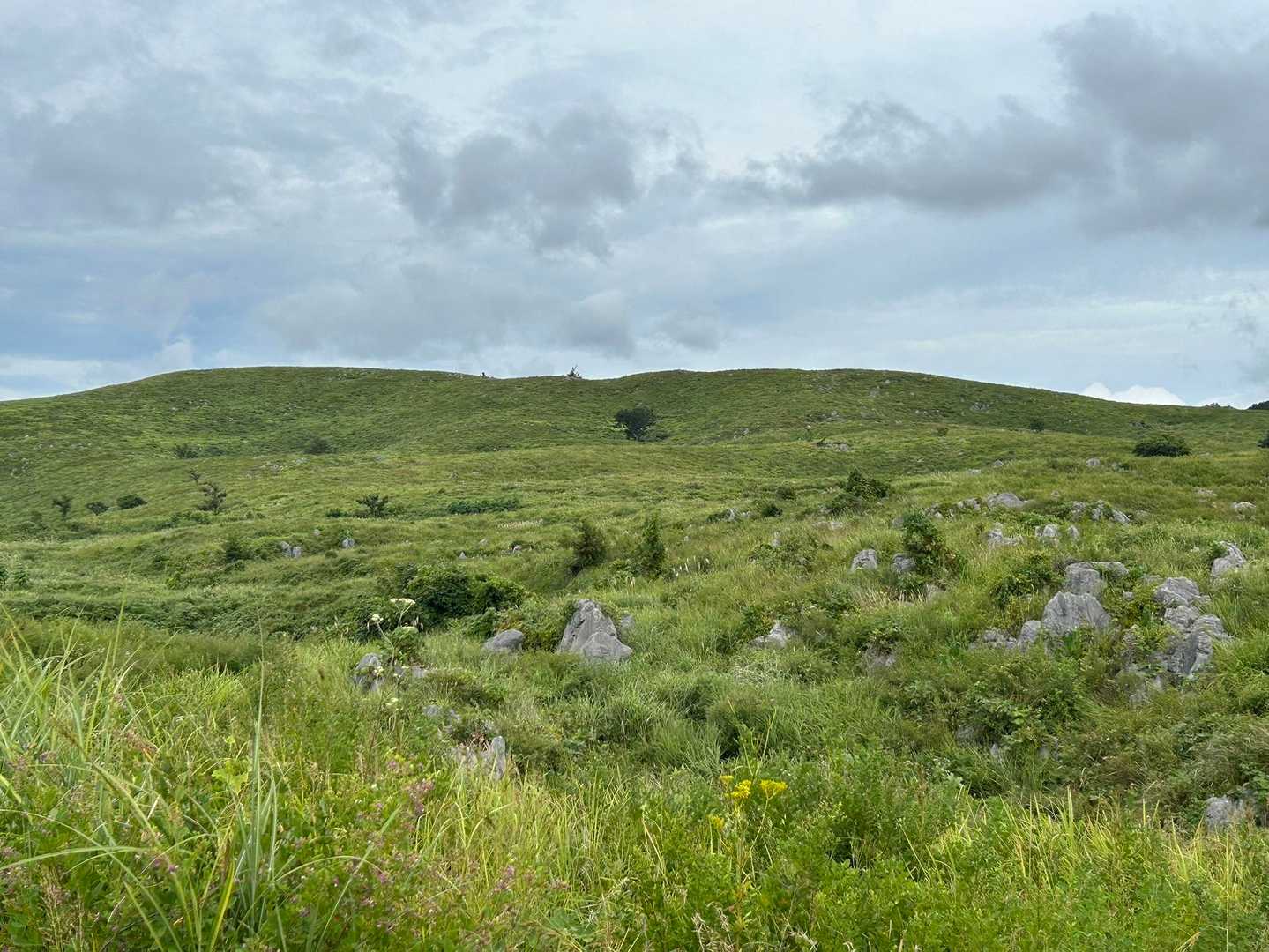秋吉台展望台発着｜カルスト台地を楽しむ若竹山-小剣山 周回コースの写真