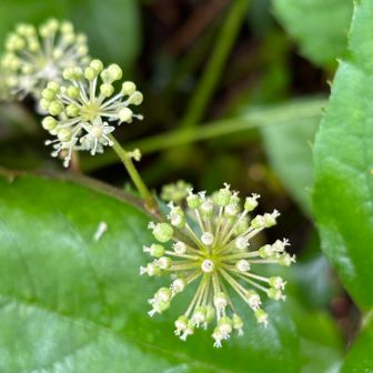 ウコギ科タラノキ属のウド（独活）の花（散形花序）