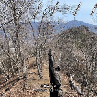 焼けた木と先日山林火災のあった扇山