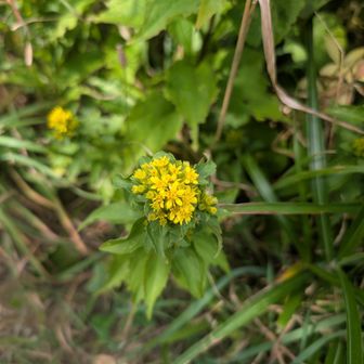 ミヤマアキノキリンソウ