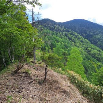 経ヶ岳、最後の傾斜はきつそう💦