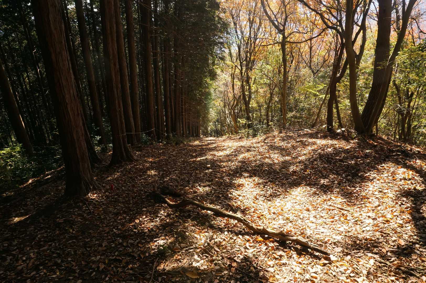 山道を下っていくと激降り登場