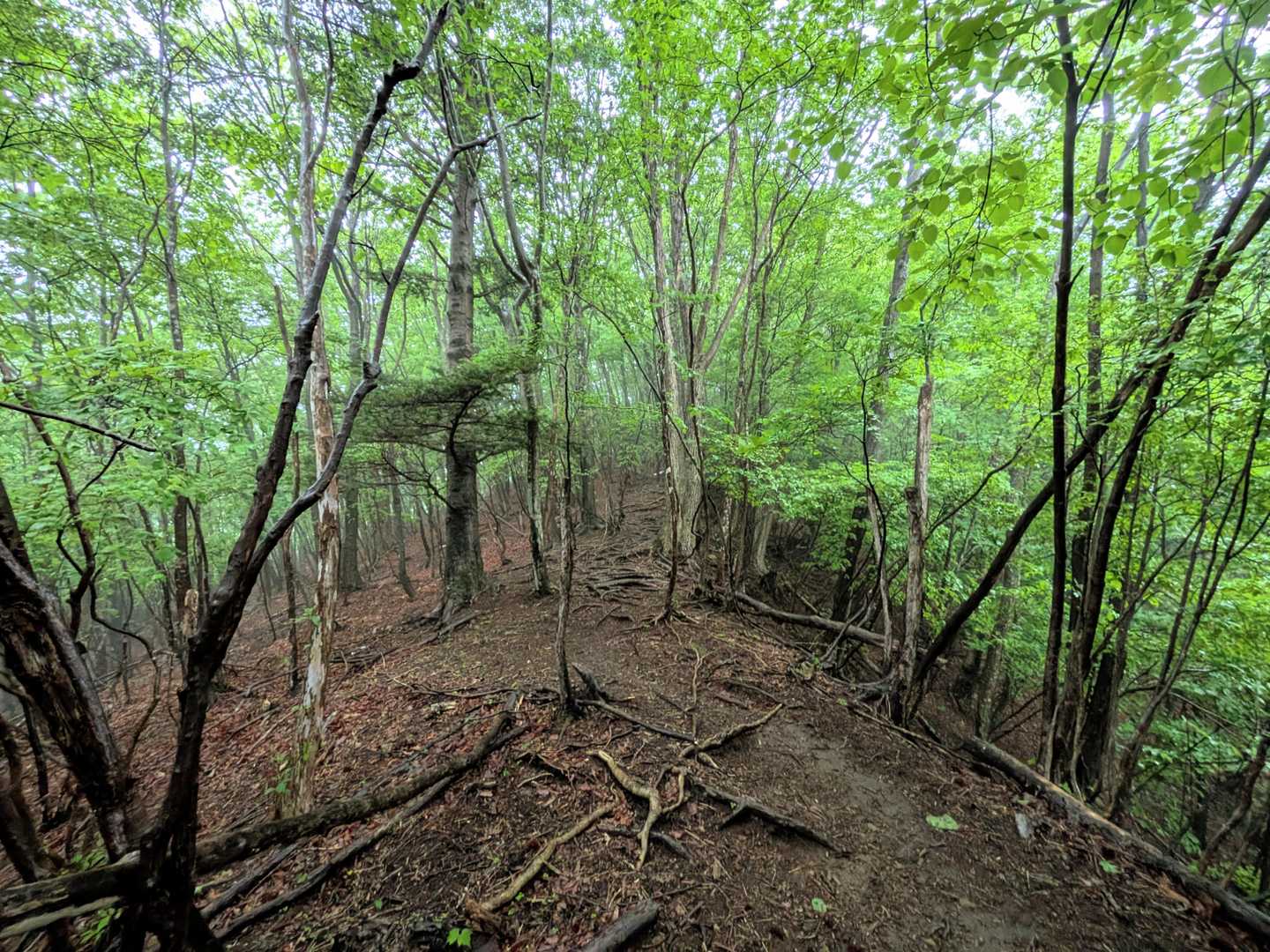 ガスガス霧雨でアホか・・・と我ながら思いますが意外とモチベーションは高かった🤣