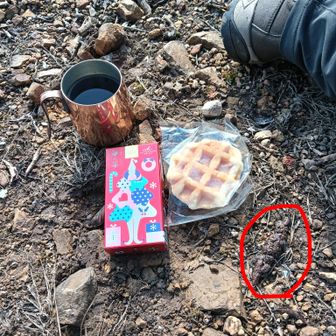 rumicoさんからおやついただきました。ありがと〜😋

赤丸はやはり糞みたい💩