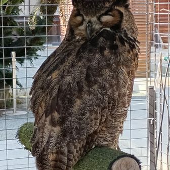 本殿にフクロウの神様も🦉