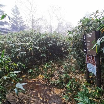 分岐。ここでポツポツきたのでエスケープも考えたが初志貫徹で赤石山を目指す