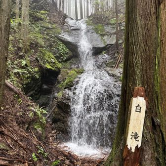 白滝💦
