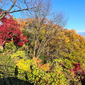 展望台からの紅葉🍁赤がとても鮮やかで強くて目を引きます✨
わたしと三女ちゃんの影も、いい感じ😊