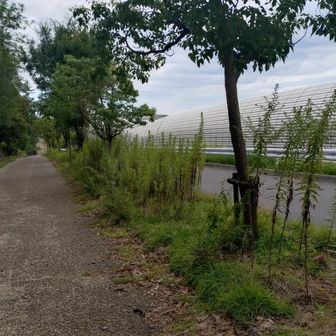 道路歩きで津田駅まで