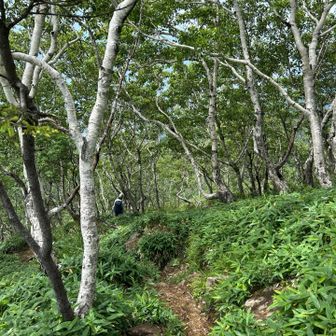諦め悪い2人は改めてアポイマンテマ探し