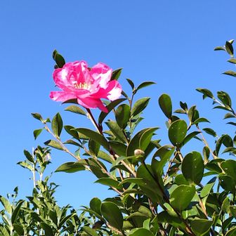 先入観からツバキだと思ってたけど、調べたらサザンカでした。
木へんに春と書いてツバキ🌹だから咲くのはまだ先。
