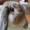 ふゆこ