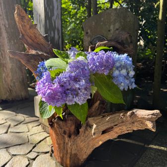 明月院での紫陽花