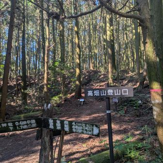 高畑山の登りがラスボスかと思っていたけど、それ以降の方が強かった。ここはただ登れば着く。