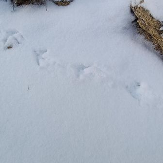 ヤマドリ？の足跡がずっと続いてる😄