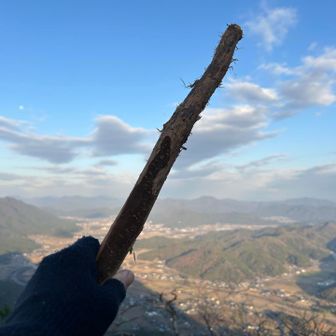 今日はもし熊が突然襲ってきたらこのこん棒で鼻先をどつくつもりでいます‼︎(°▽°)✨🐻

これで黙らせてやるぜ!(°▽°)✨