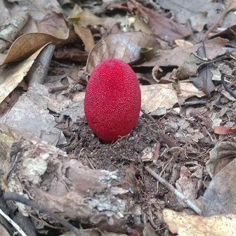 真っ赤なキノコ 発見🍄   ググったらキノコでは無いけど希少な植物 ツチトリモチだそうです