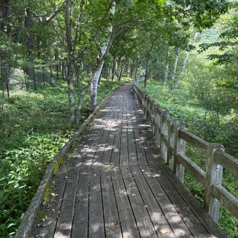 小田代原の周りの歩道
一周できることを知らず途中で引き返してきました