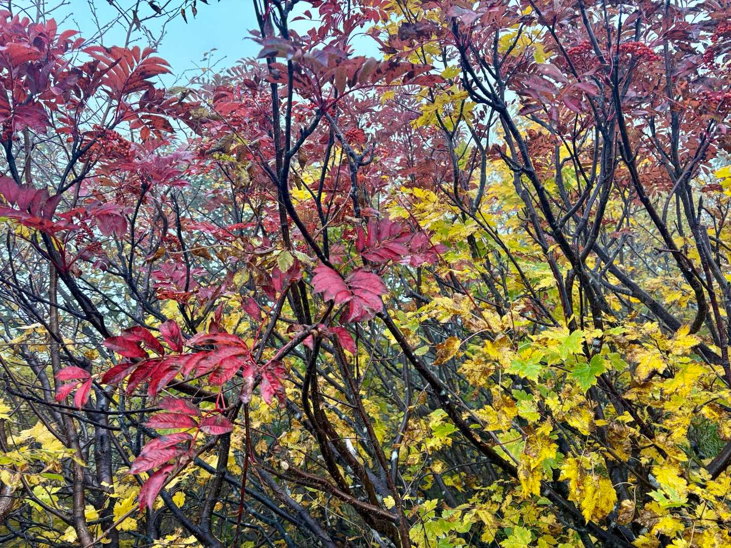 道中も紅葉を愛でながら