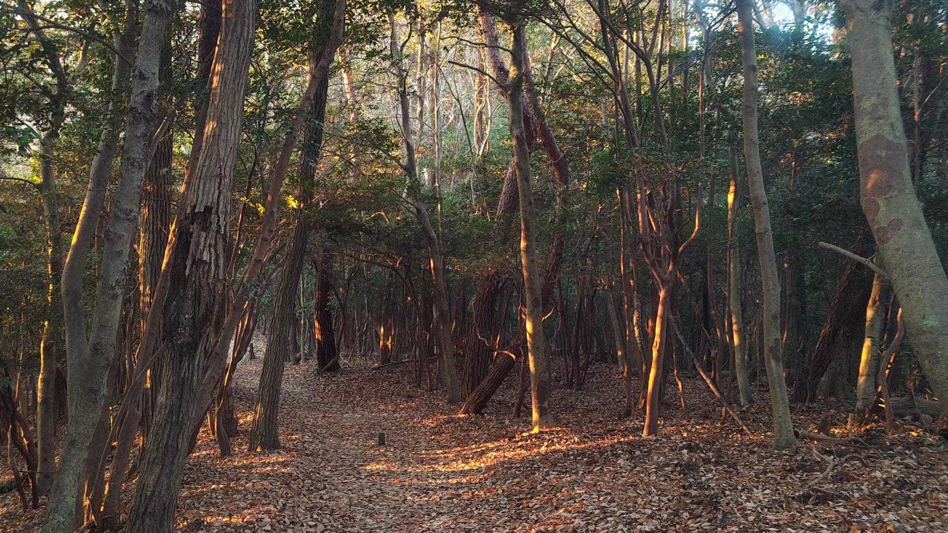 道樹山-大谷山-弥勒山 往復コースの写真