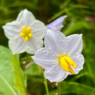 【やまと山】標高53.3mの麓の薄紫の『ナスの花』が美しいです٩(๑❛ᴗ❛๑)۶🌸🍆