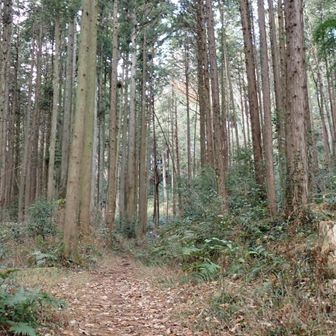 平坦で歩きやすい道を10分ほど歩く。