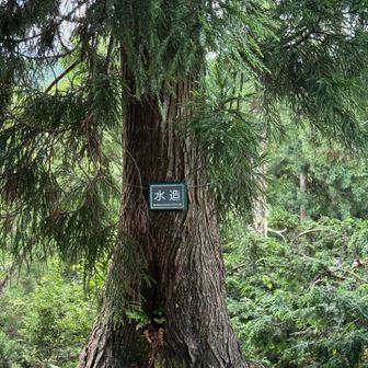 小野村割岳ピークから光砥山向こうの尾根筋までこの看板が点々と続いて少し安心感があります☺️ 「水造」は何かの略？