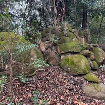 紀泉アルプス・飯盛山・ボンデン山 苔むした石垣、何かの跡なんやろか🧐