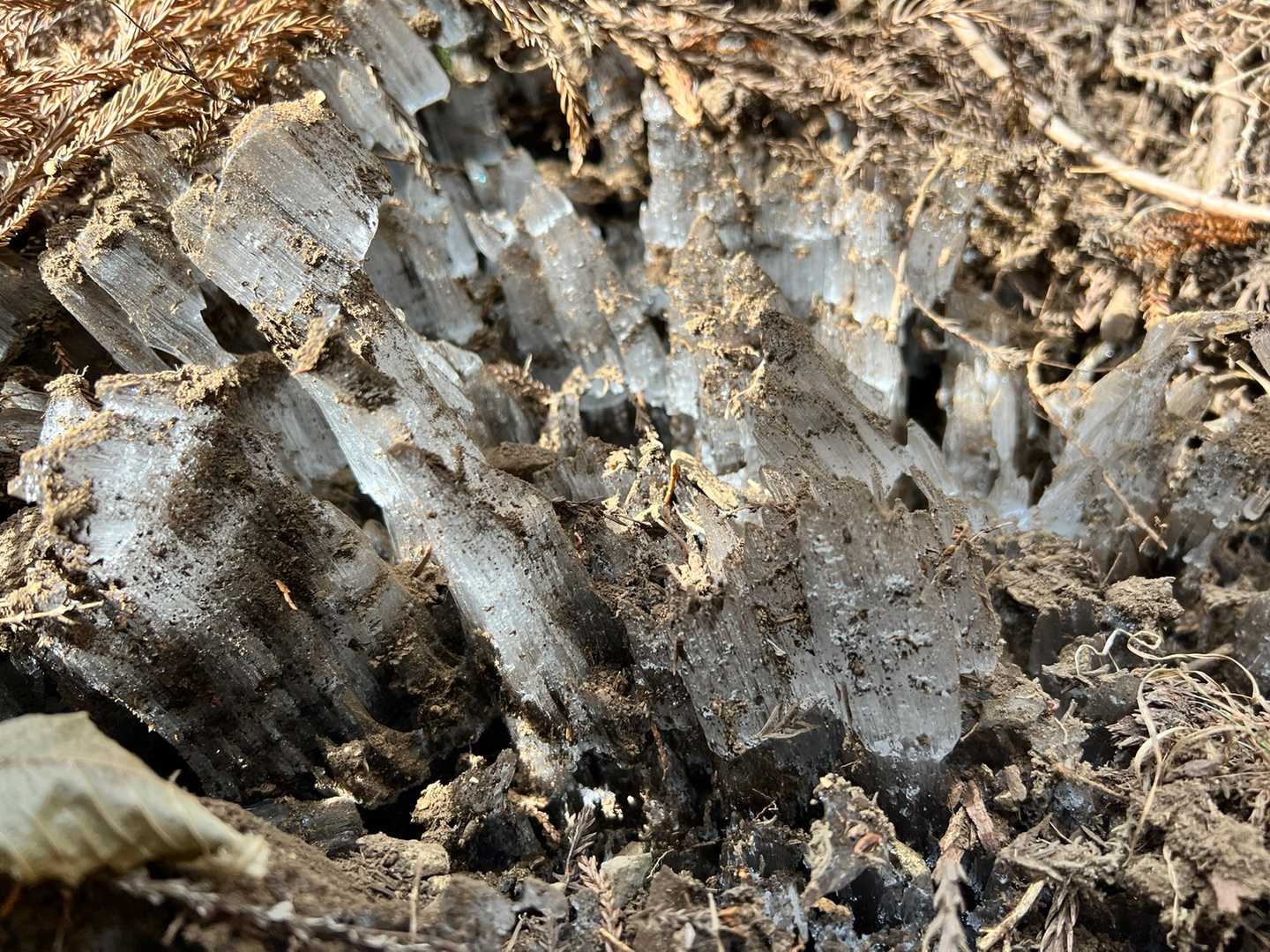 寒さのせいか10cmくらいの霜柱