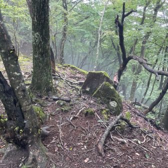 この辺りが子持山山頂らしい
